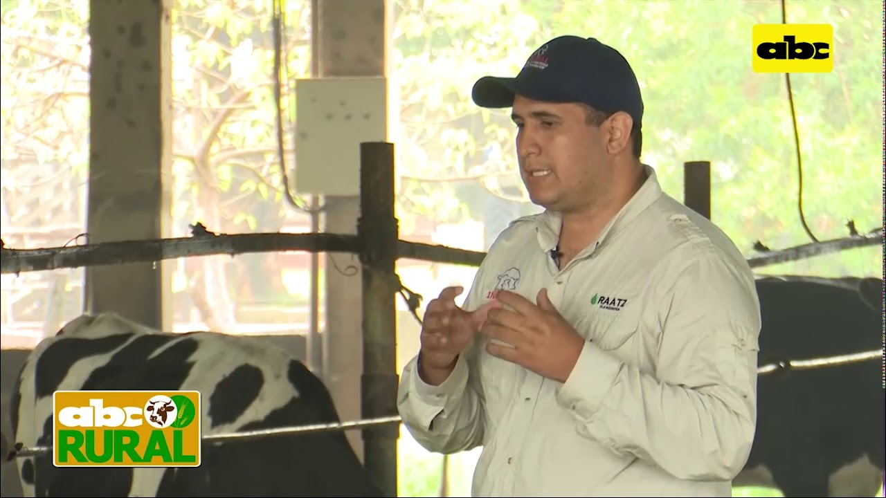 Abc Rural: Cómo lograr una buena dieta preparto para vacas lecheras