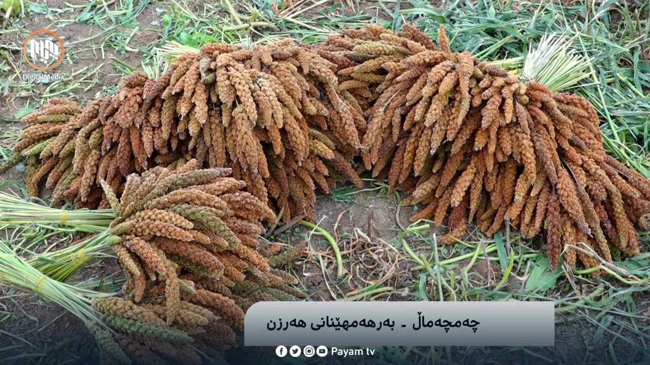 چەمچەماڵ.. بەرهەمهێنانى هەرزن