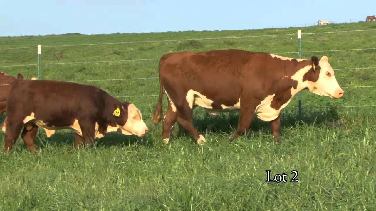 Journagan: Lot 2 and 2A