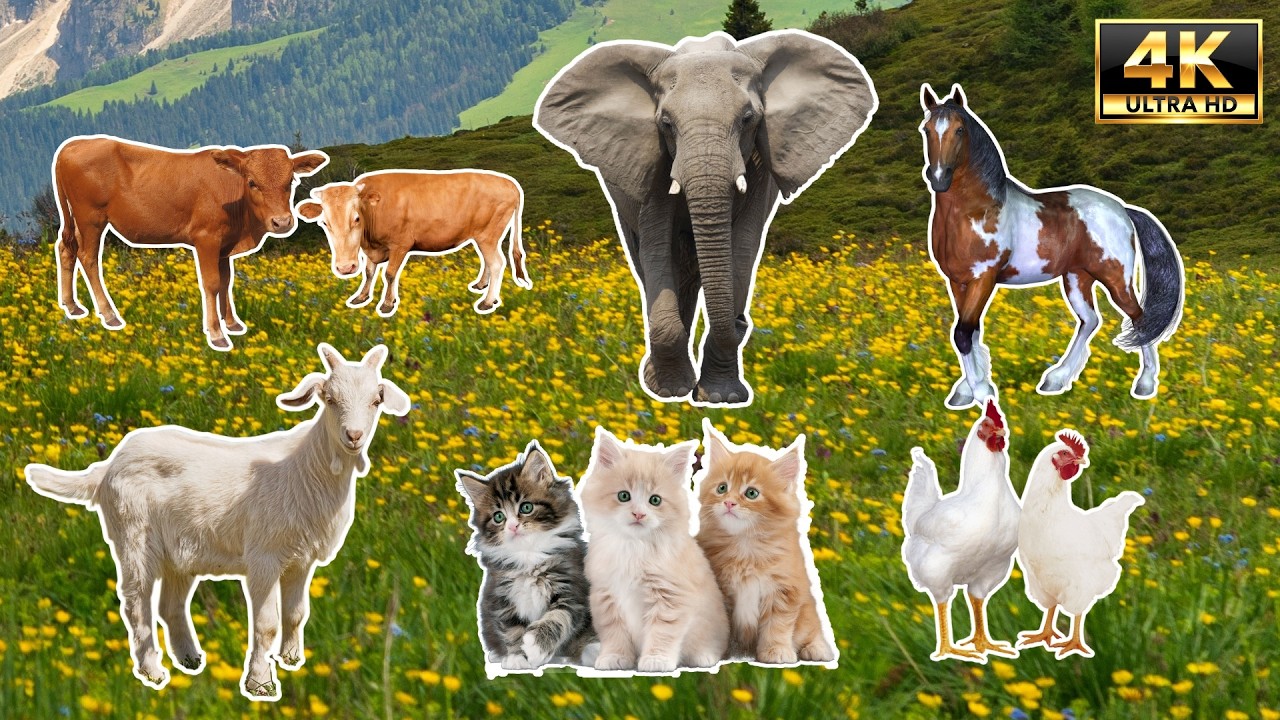 Learn 100 Animals and Their Sounds! 🐶🦁🐘 4K (Text Only) | Age Animals