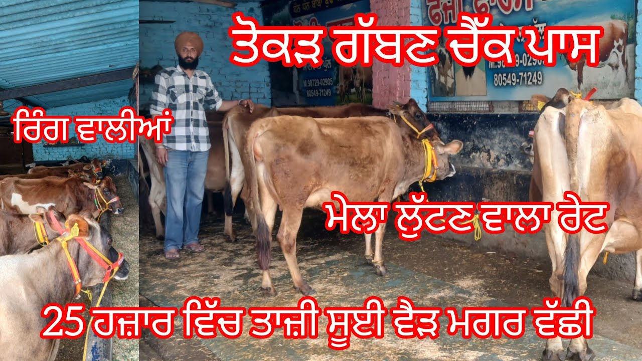 ਫੋਨ 9872902905 ਤੋਕੜ ਗੱਬਣ ਚੈੱਕ ਪਾਸ 25 ਹਜ਼ਾਰ ਵਿੱਚ ਤਾਜ਼ੀ ਸੂਈ ਵੈੜ ਮਗਰ ਵੱਛੀ ਮੇਲਾ ਲੁੱਟਣ ਵਾਲਾ ਰੇਟ 