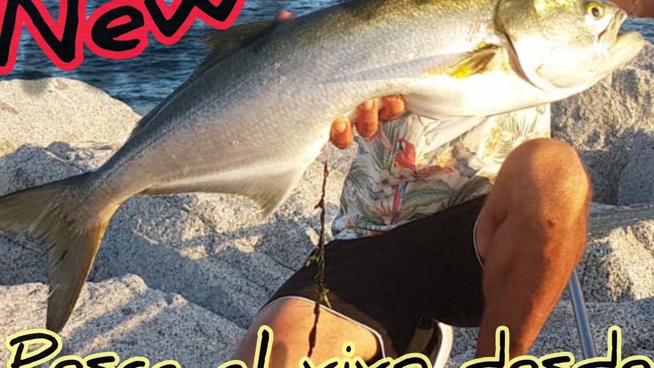 PESCA al VIVO desde COSTA 2020. Muchas ANJOVAS! #pescaalvivo #anjova