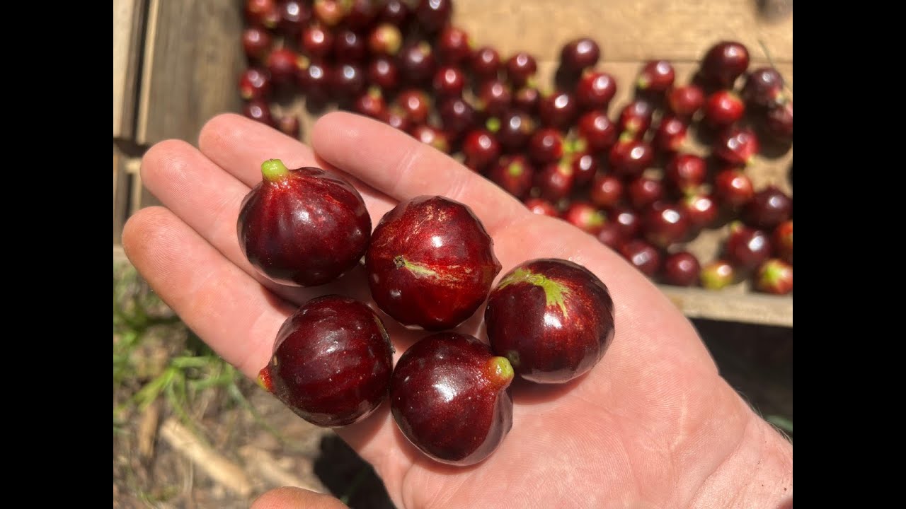 Harvest of Some Huge 