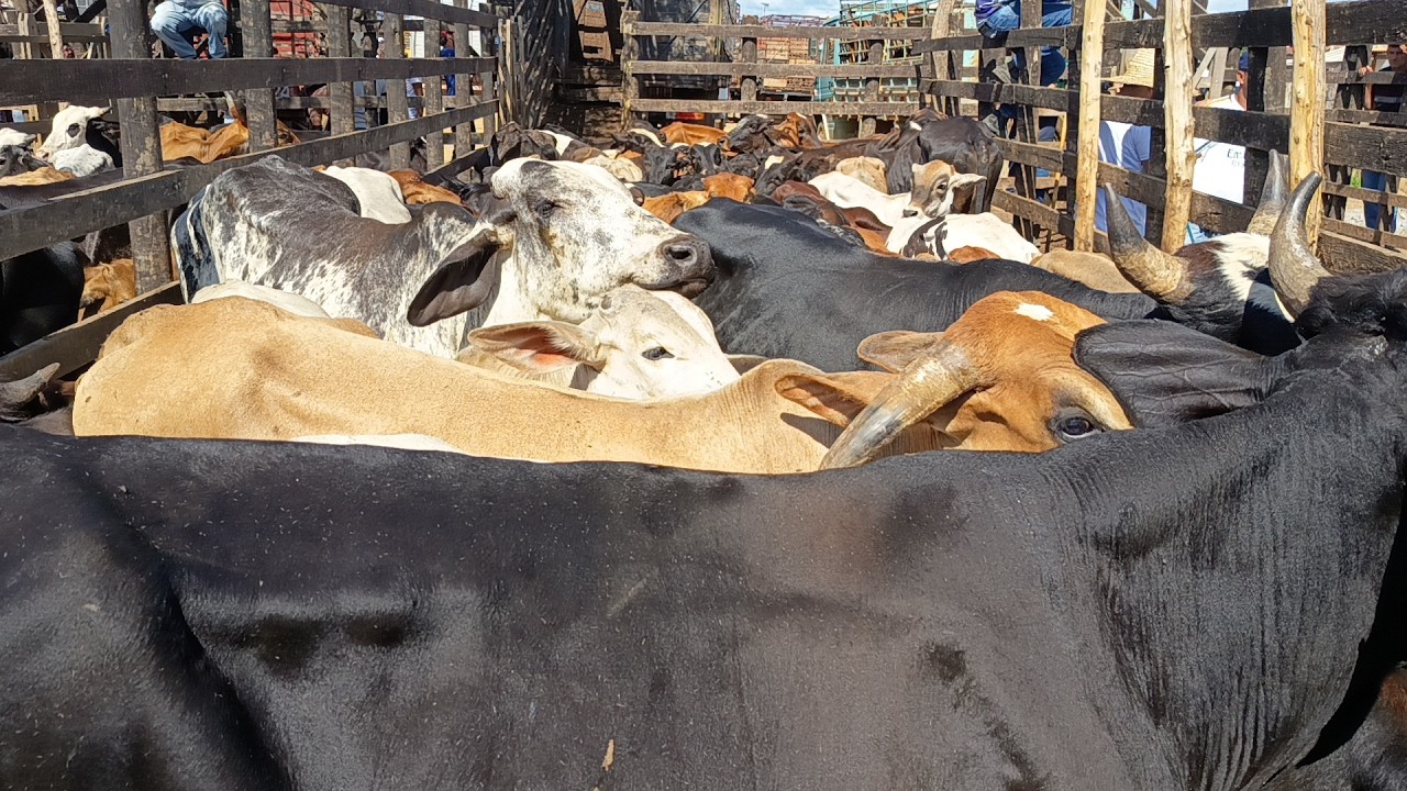 Desembarque de animais de Tabira-PE (10/03/26)