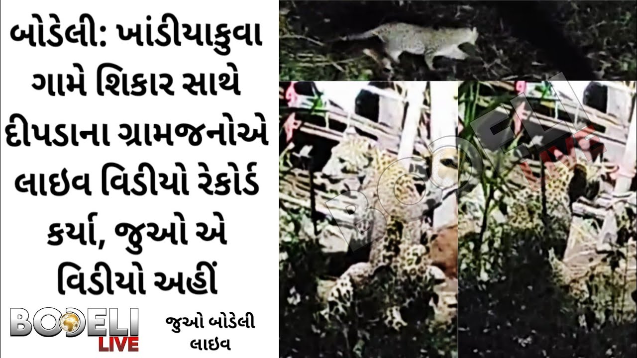 બોડેલી: ખાંડીયાકુવા ગામે શિકાર સાથે દીપડાના ગ્રામજનોએ લાઇવ વિડીયો રેકોર્ડ કર્યા, જુઓ એ વિડીયો