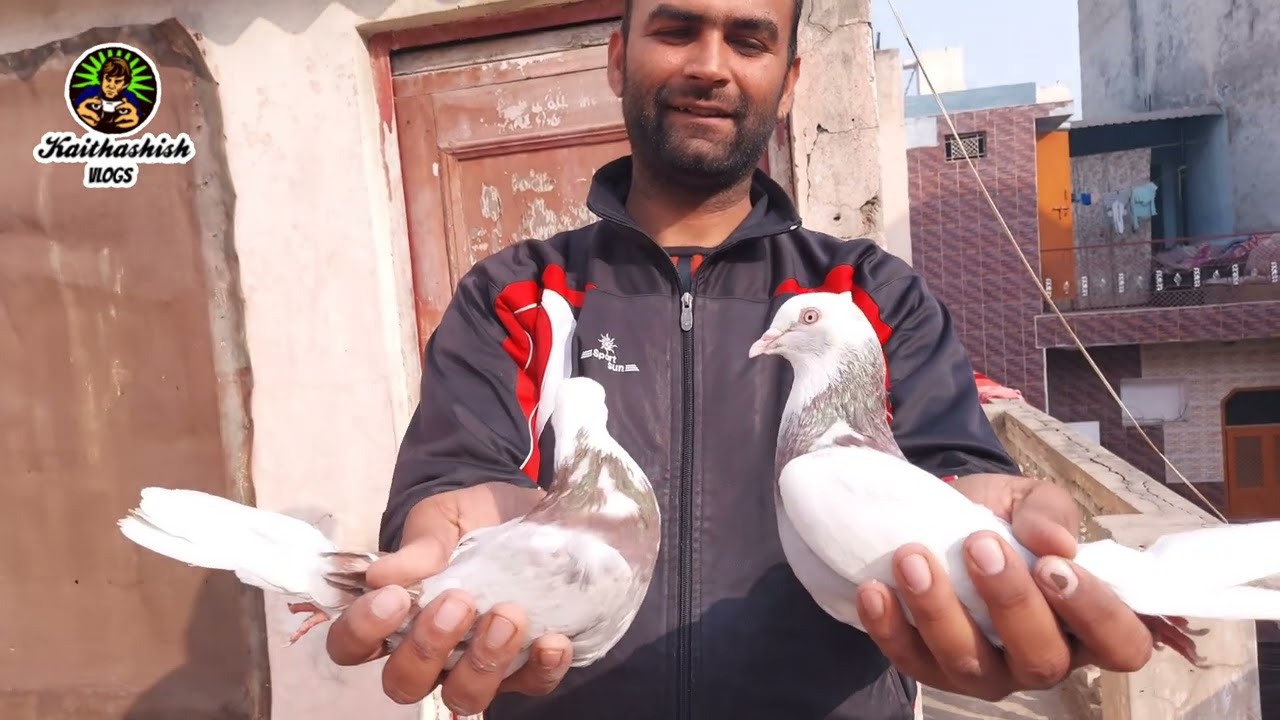 Pure malwai kabutar Punjab ki Laldub vali naslain+91 81783 83758