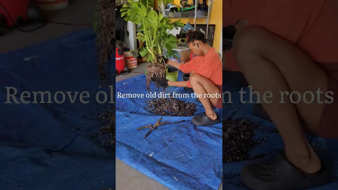 Repotting my NEW indoor monstera plant🪴 #plants #monstera #indoorplants #houseplants #monsteraplant