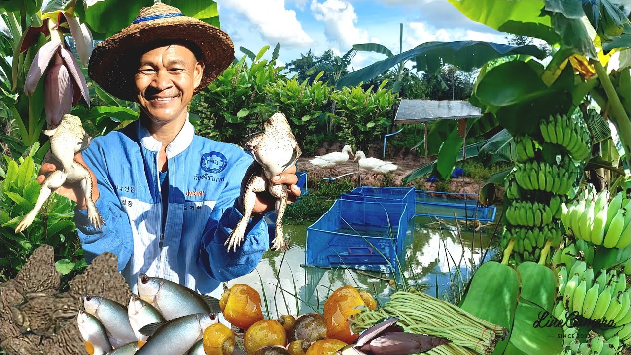 บริหารพื้นที่4ไร่||สร้างแหล่งอาหารมั่นคง||ความสุขเปลี่ยมล้น#เกษตรอินทรีย์