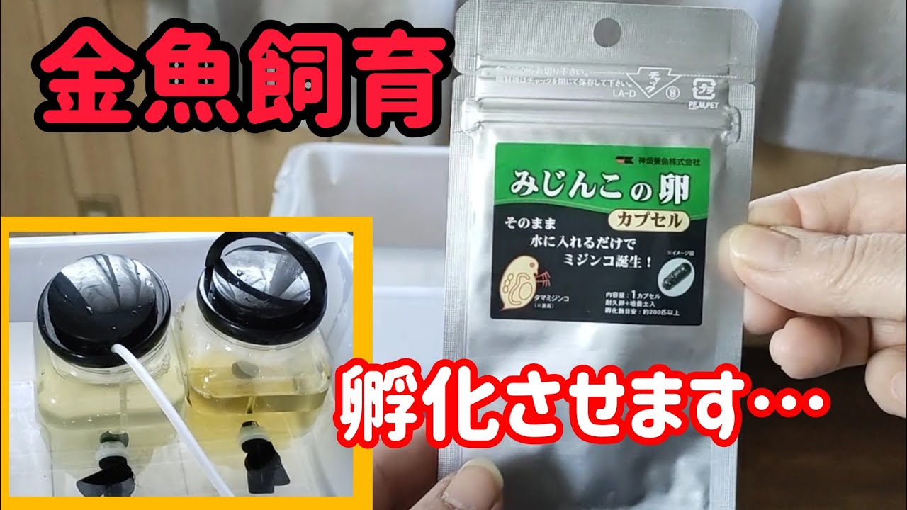 [金魚]　[金魚飼育]　緑茶で孵化…金魚やメダカの稚魚の餌…格安❢　ミジンコの卵は孵化するのか？？