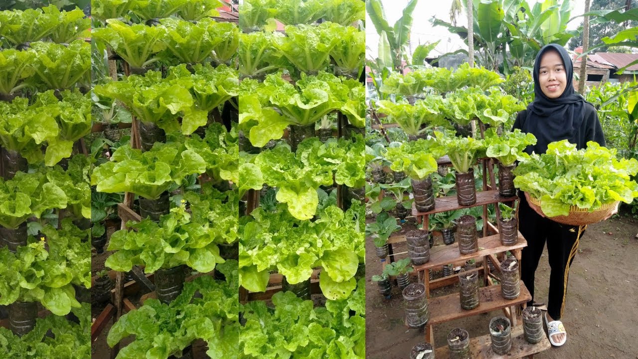 How to grow vegetables in used plastic bottles vertically for a small Garden