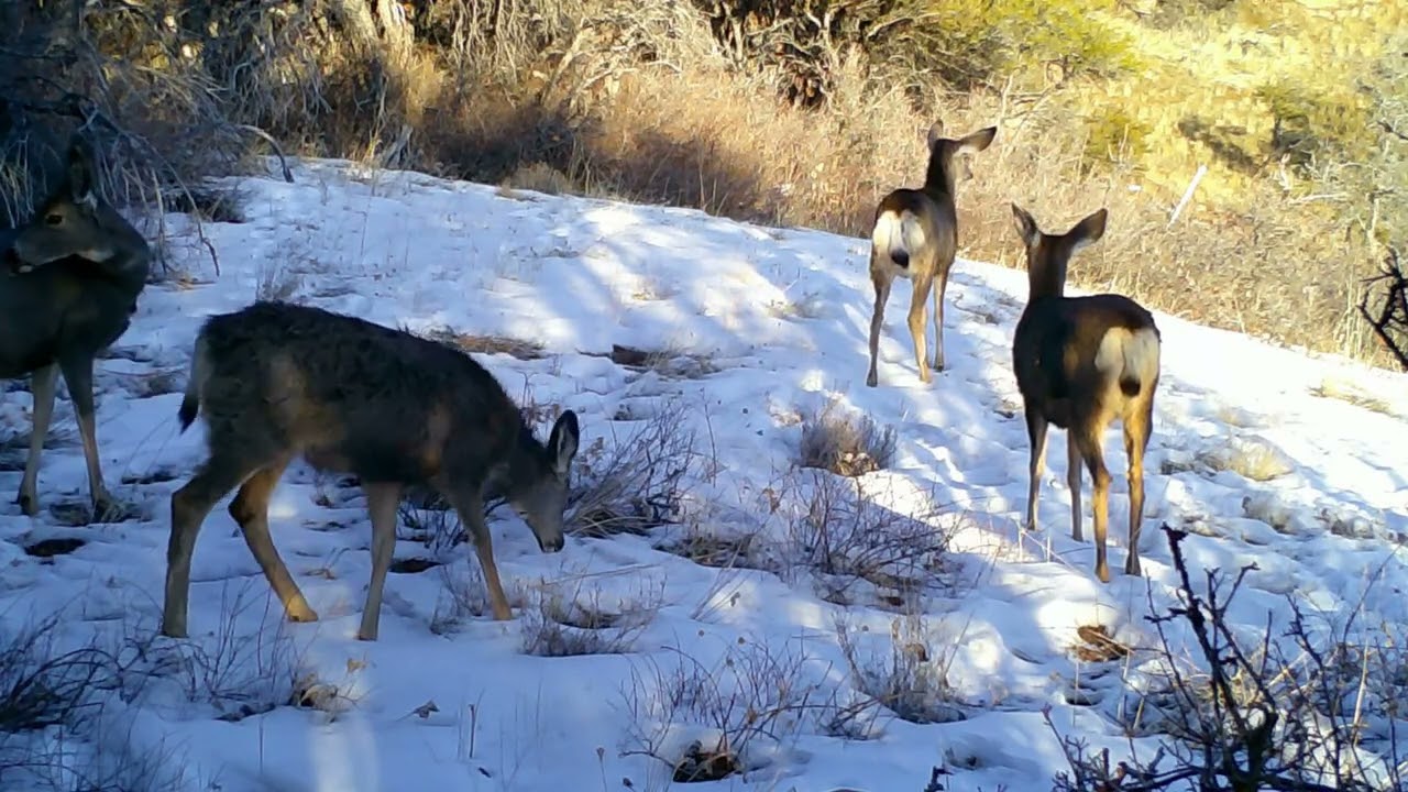 MuleDeer Utah January 2026  #wildlife #utah #outdoors #nature #shorts #yt #short #viral #deer