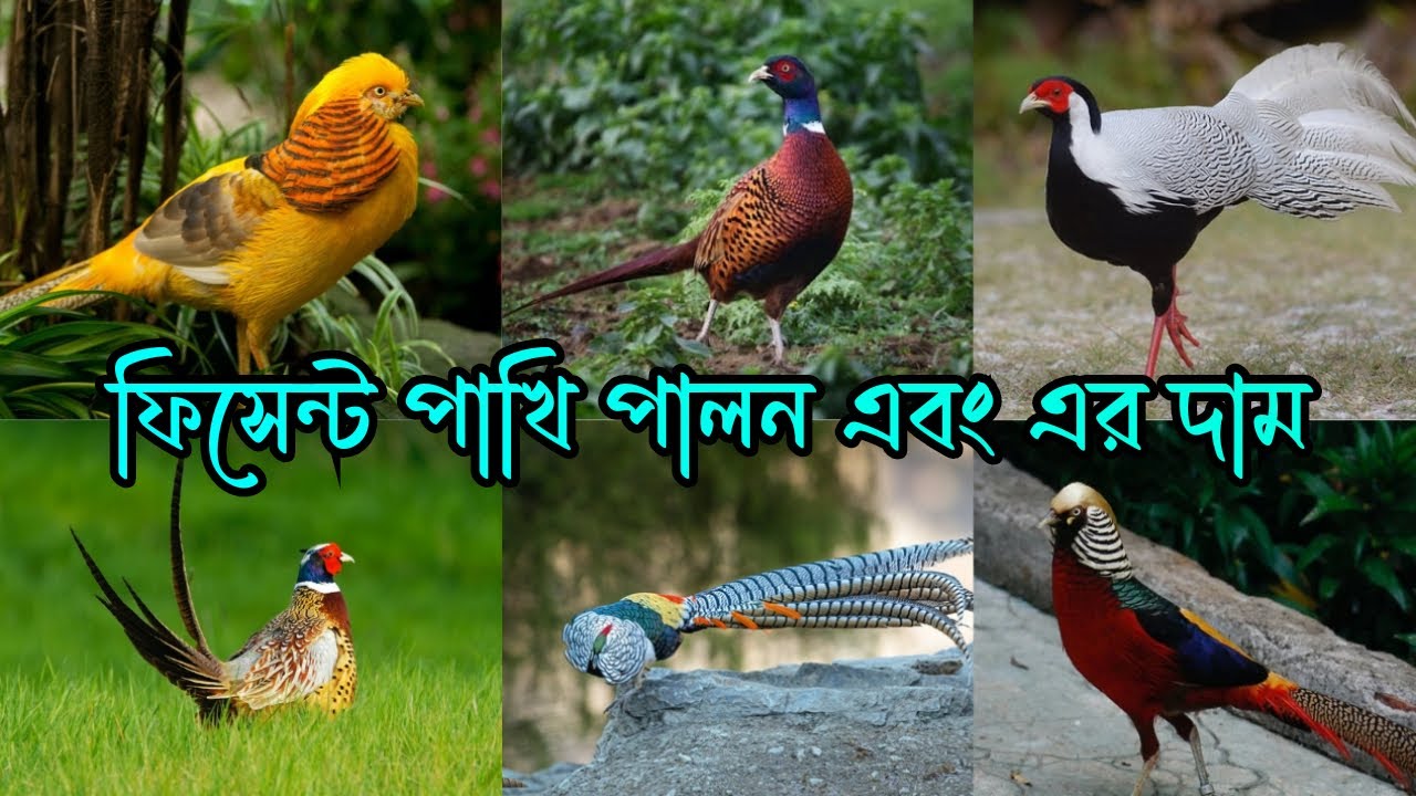 ফিসেন্ট পাখি পালন । ফিসেন্ট পাখির দাম । Pheasant bird price । ফিসেন্ট পাখি । Pheasant bird @RoufAgro