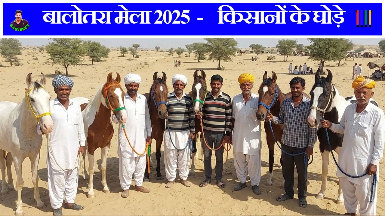 बालोतरा मेला 2025 - किसान के सिन्धी घोड़े   - पार्ट 3  Balotra Horse Fair 2025 तिलवाड़ा घोड़ा बाजार
