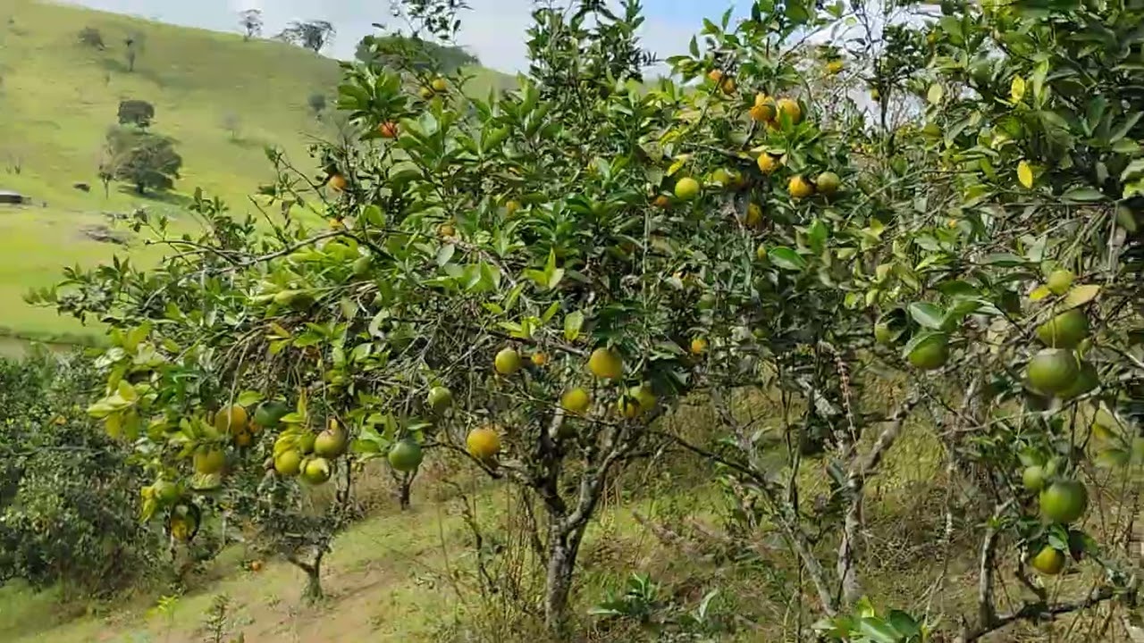 Laranja lima no sítio ouro .