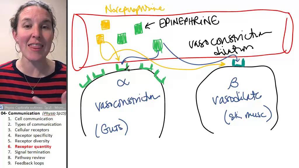 Communication 6- Receptor down- and up-regulation