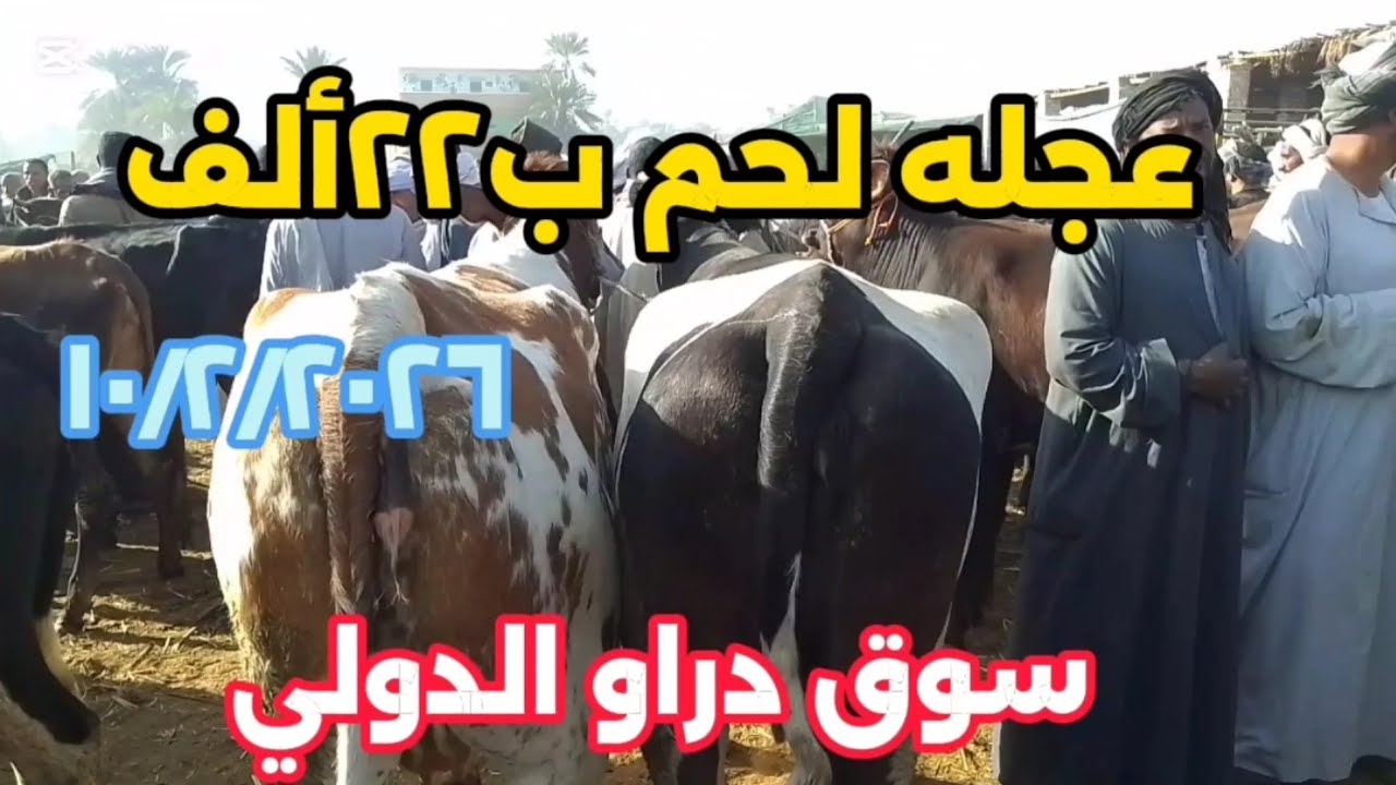 اسعارالبقر اللحم داخل سوق دراو ١٠ فبراير ٢٠٢٦