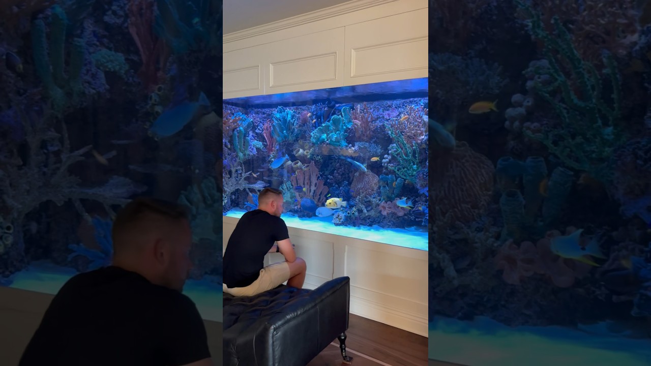 A Massive 2,000 Gallon Home Aquarium 🐠