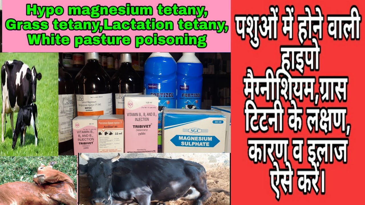 Hypo Magnesium tetany,Grass tetany रोग के लक्षण, कारण,  इलाज ऐसे करें।Lactation tetany,?