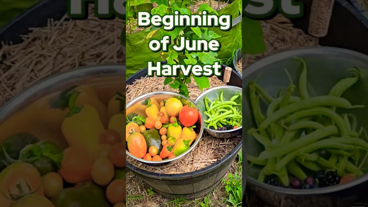 Beginning of June Harvest! #garden #harvest #backyardgarden #gardening #pepper #tomato #fruit #green