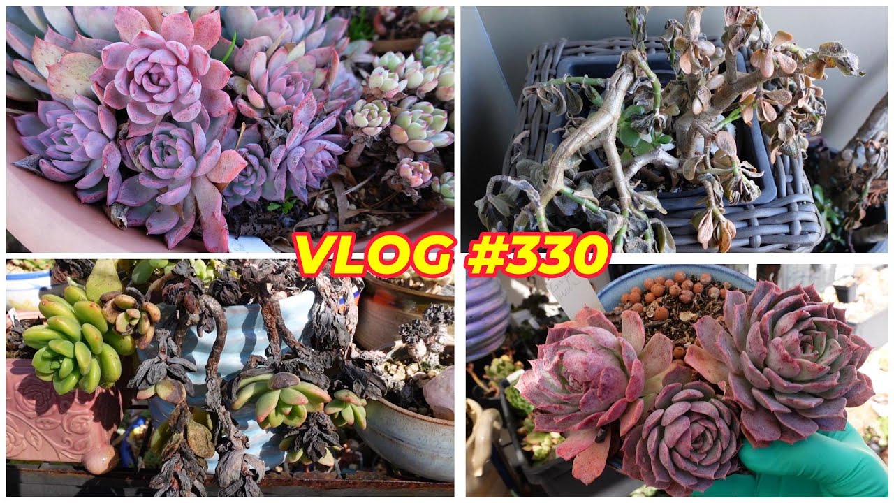 RESURRECT DEAD SUCCULENTS | VLOG #330 - Growing Succulents with LizK