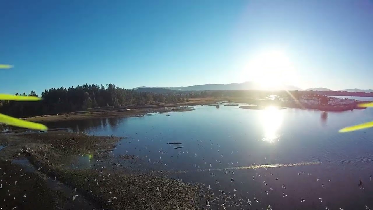 Seagull swarm