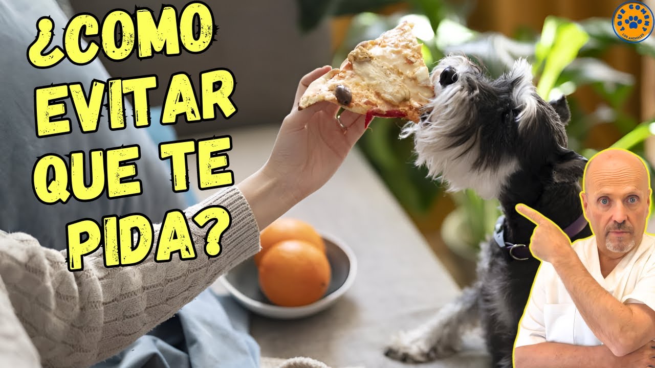 ✅ ¿CÓMO EVITAR QUE MI PERRO PIDA COMIDA CUANDO ESTOY COMIENDO?  ✅ CON ESTOS 10 TIPS