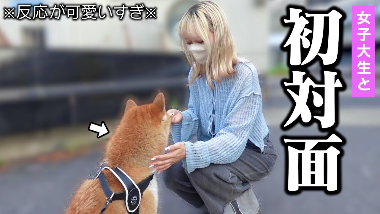 初めて会った大学生に突然「犬に散歩してみませんか？」とお願いした結果…終始ニヤニヤが止まりませんでした。