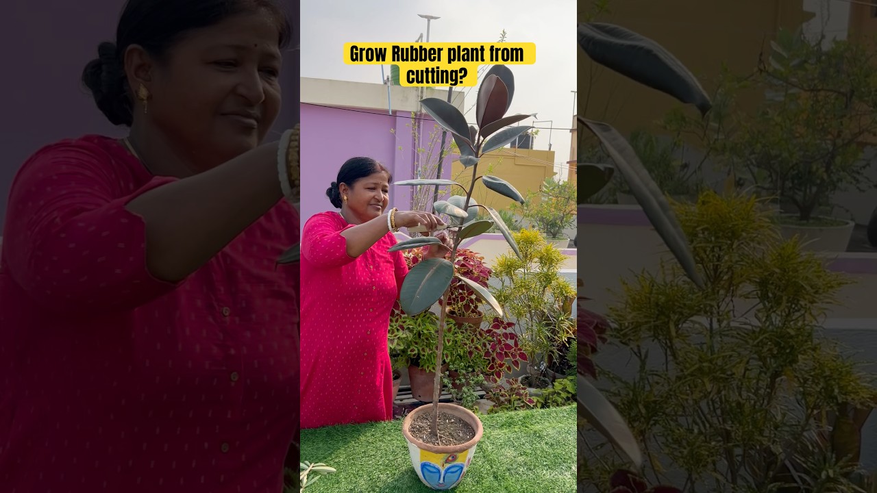How to grow Rubber plant from cuttings? #ashortaday #gardening