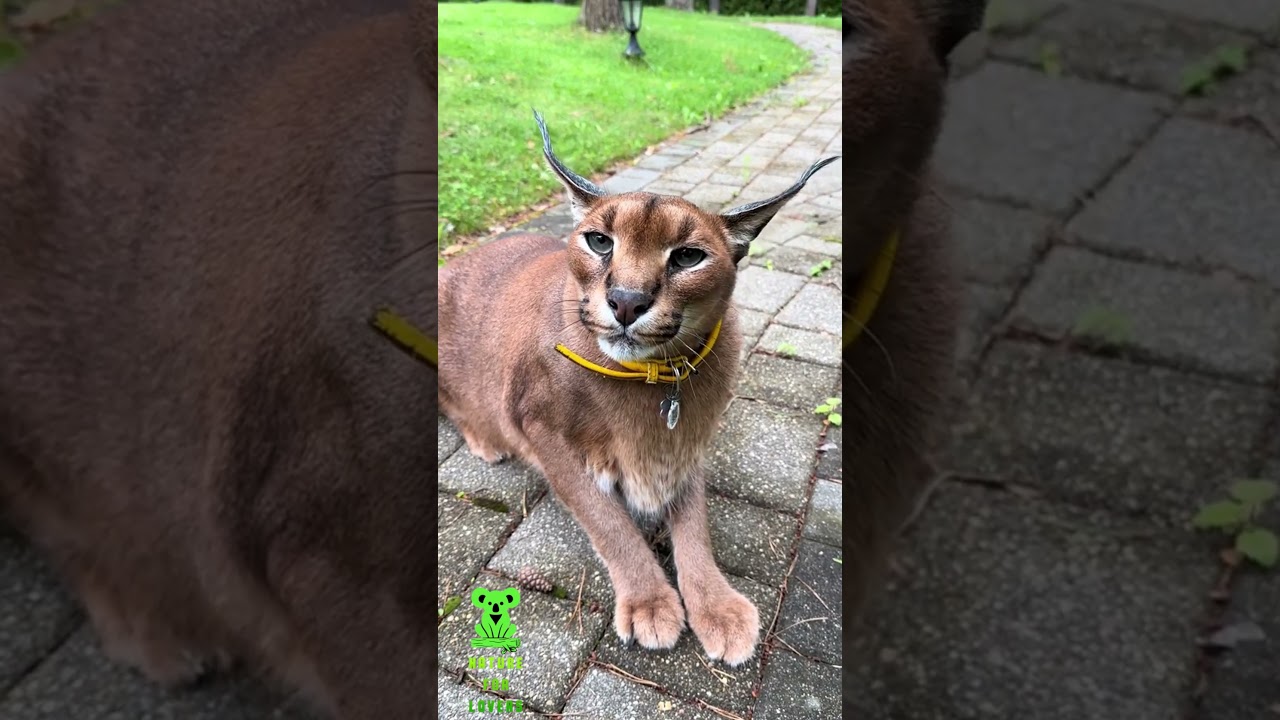 this wild cat sounds like a hellcat engine😂