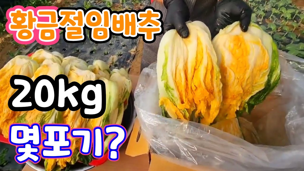 Сколько кочанов золотистой маринованной капусты с жёлтой мякотью (20 кг)? Набор для приправы?
