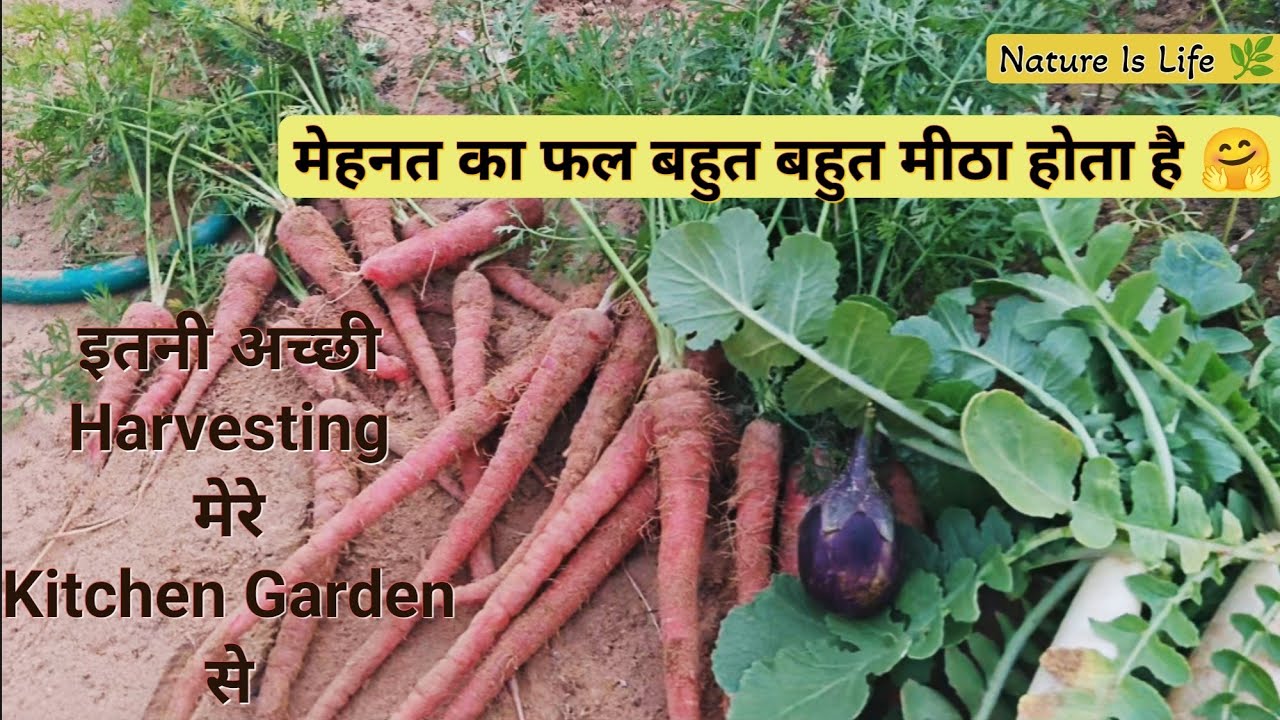 Gajar Muli Ki Harvesting 🤗 Itni Gajar To Pahale Kabhi Nahi Mili 🥕 Kitchen Garden Tour 