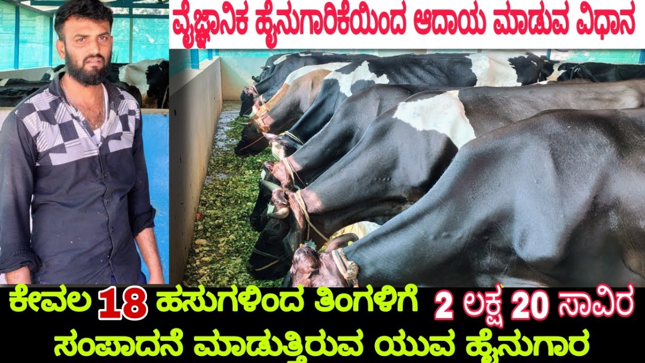 ವೈಜ್ಞಾನಿಕ ಹೈನುಗಾರಿಕೆಯಿಂದ ಆದಾಯ ಮಾಡುವ ವಿಧಾನ | Dairy farming | 18 ಹಸುಗಳಿಂದ ತಿಂಗಳಿಗೆ 2 ಲಕ್ಷ  ಸಂಪಾದನೆ