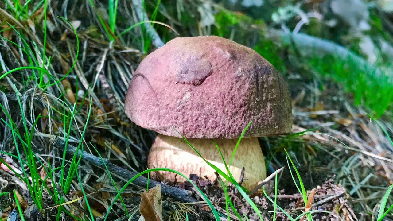 Enjoy Bardineto (SV)