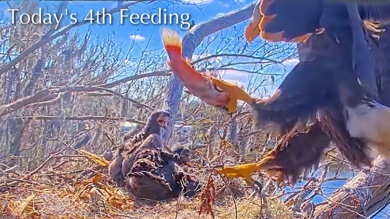#296🦅🐥43°🐥38°／Winter Park Eagle Nest 2026／Against All Odds:One-Eyed Mom／Wink💗Atlas