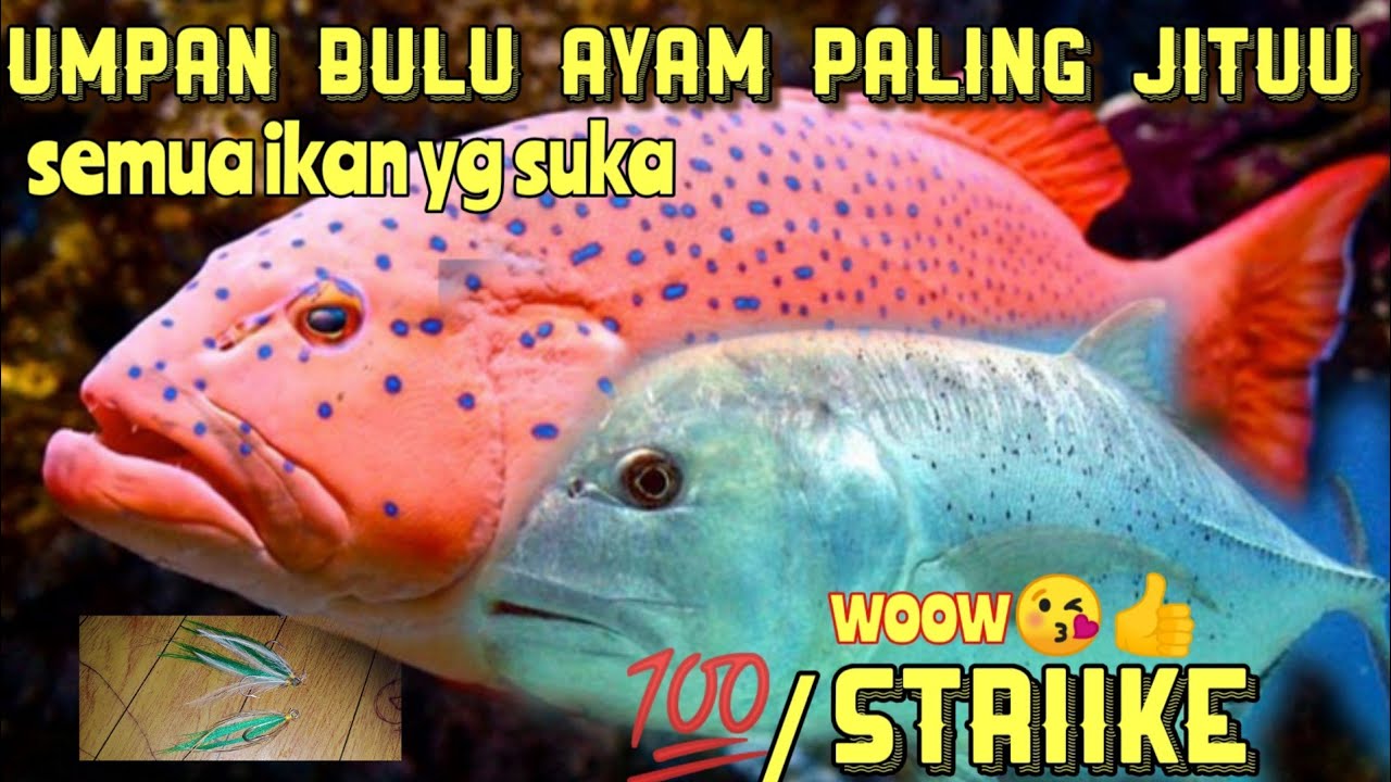 CARA MEMBUAT UMPAN IKAN KERAPU SAMA  BUBARA DengAN BULU AYAM  INI UMPAN YG PALING GILAA 💯 STRAIK..