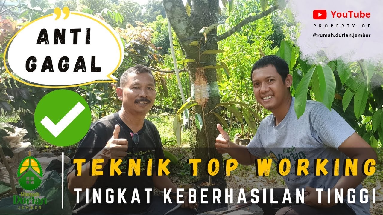 TEKNIK TOP WORKING DURIAN ANTI GAGAL ✅✅✅ | Bagaimana Tips dan Triknya ⁉️
