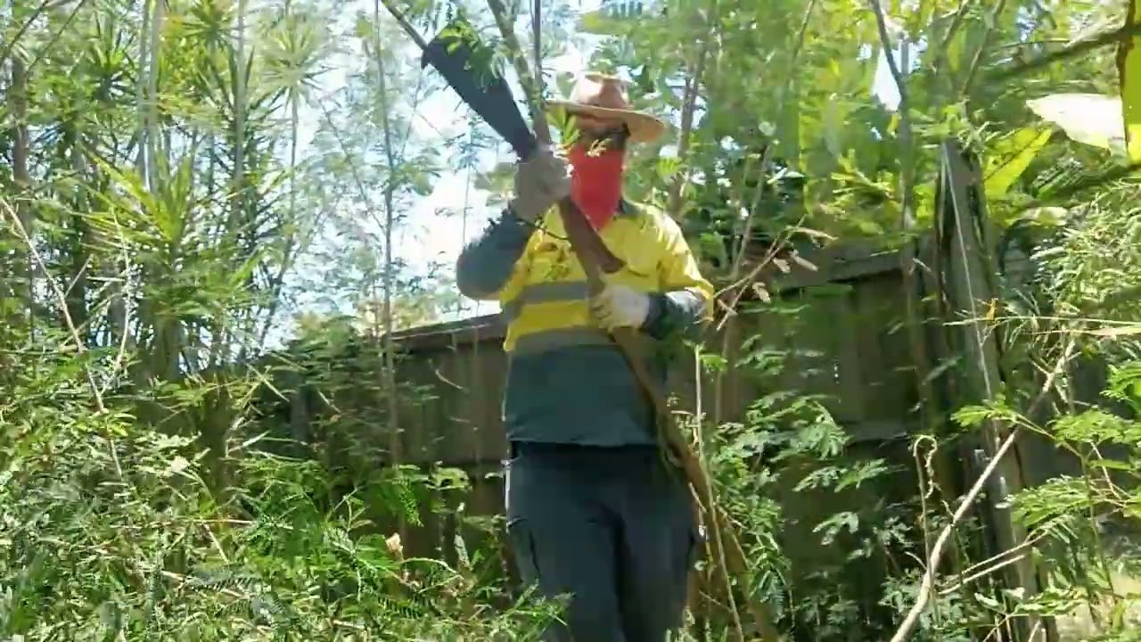 Leucaena leucocephala treatment ipswitch