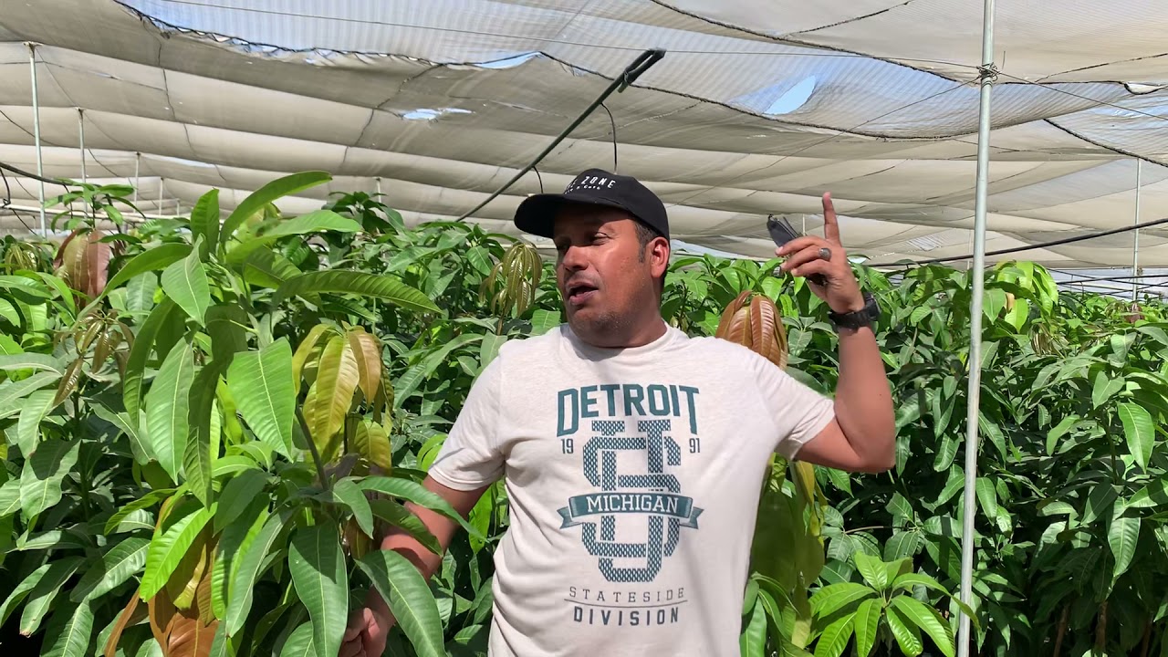 شتلات الصفوة مانجو 🥭 صنف أوستين