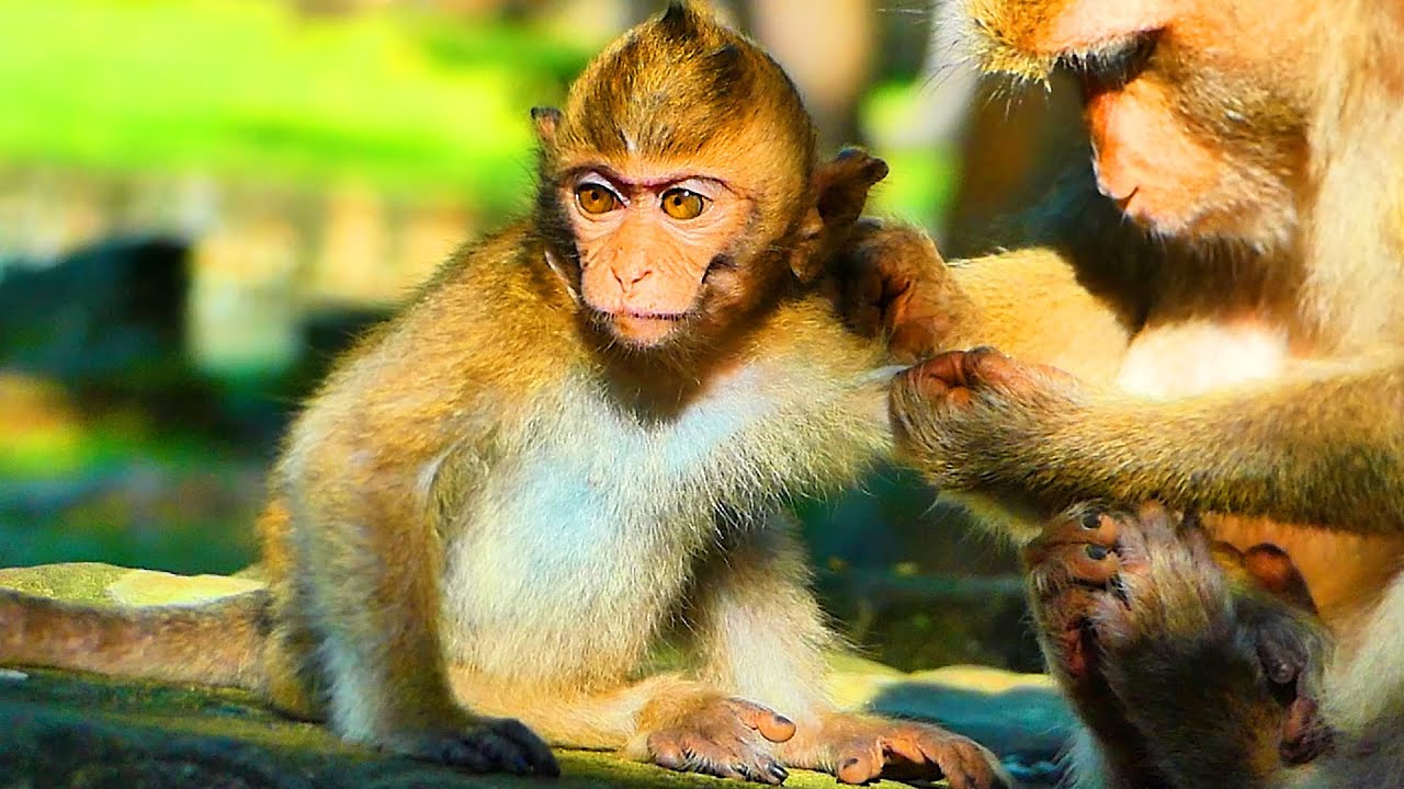 How lovely new abandoned monkey & Bonita help grooming him, Kenzo go meeting him