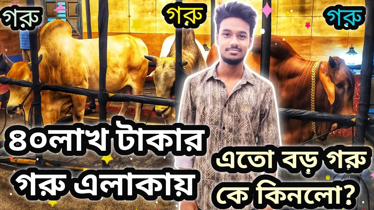 চাঁদ রাতে এলাকার গরু দেখা। গরু দেখার ভিডিও। yasinsheikhvlog