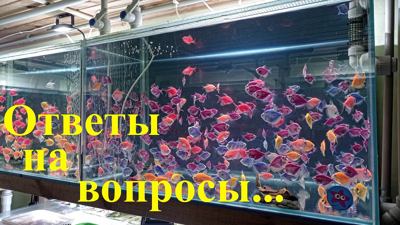 Отвечаю на АКТУАЛЬНЫЕ вопросы подписчиков Разводня как хобби
