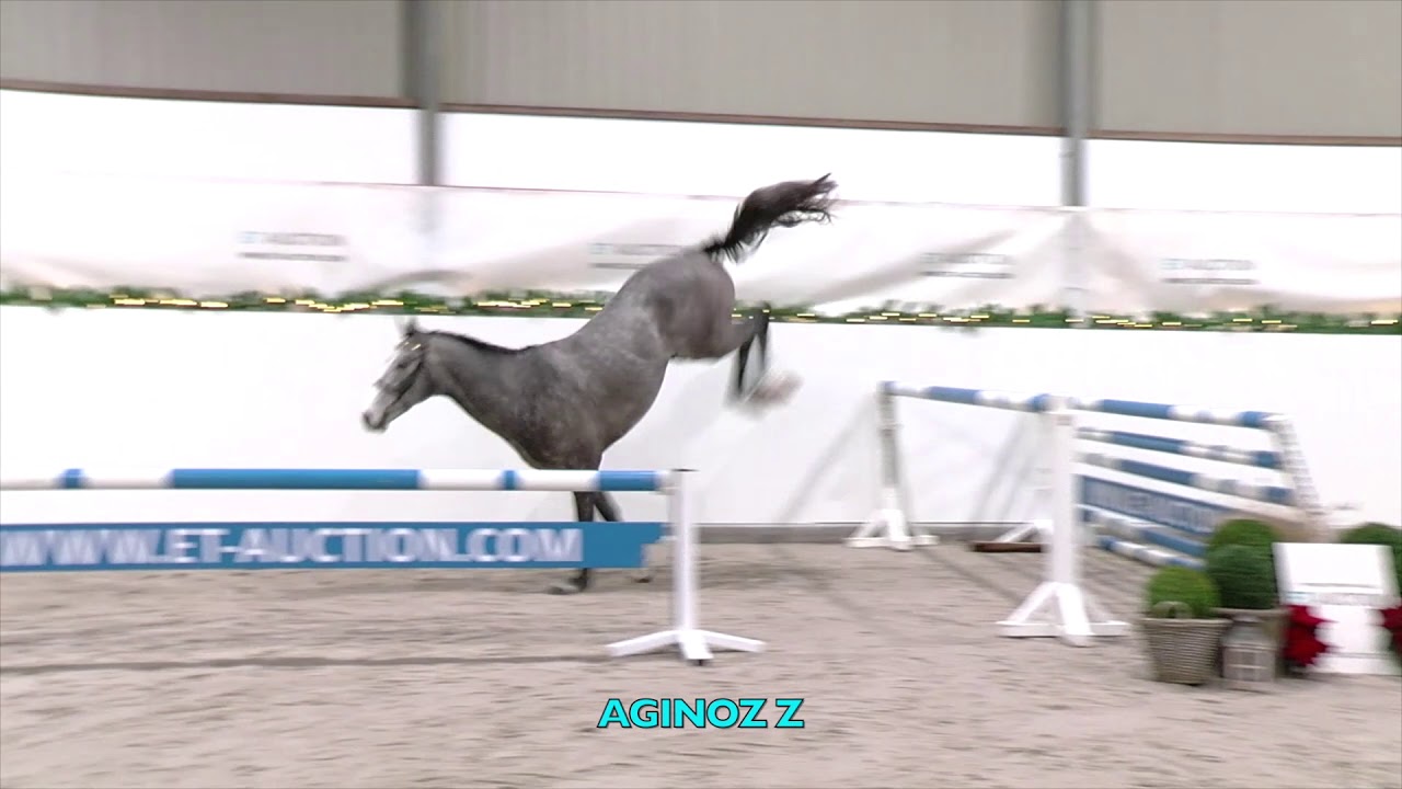 Agino Z (Aganix du Seigneur x Cumano) - Stallion - 2018