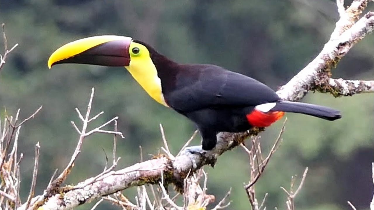 Birds of Costa Rica
