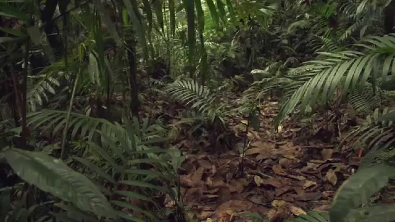 BITACO JOYA AMBIENTAL  español