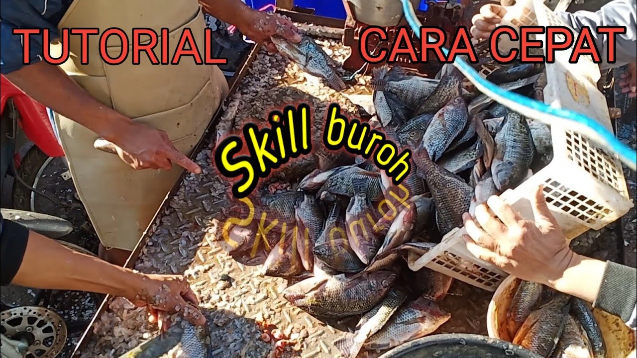 Tutorial,,!!! beteti iwak