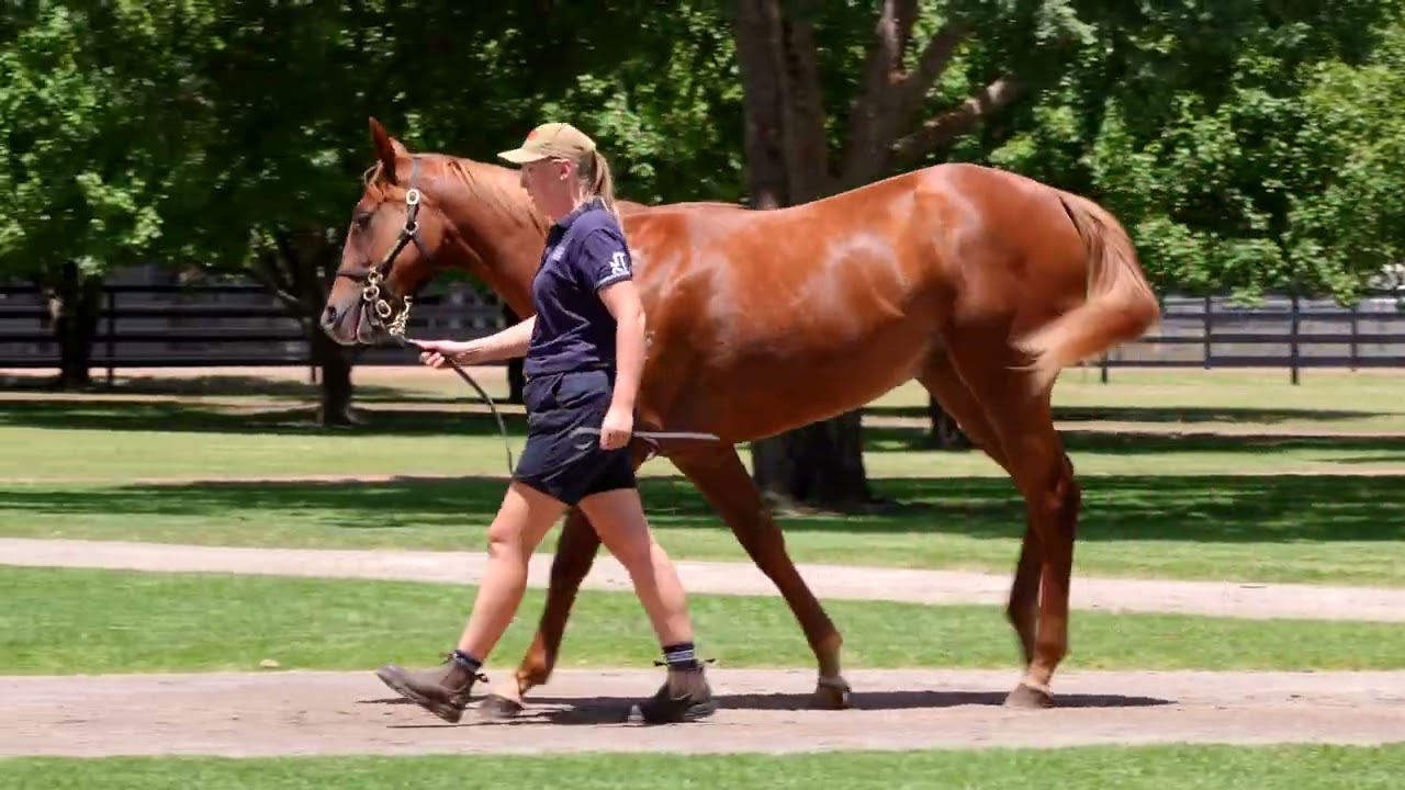 lot 15   trapeze artist x a lot more love filly