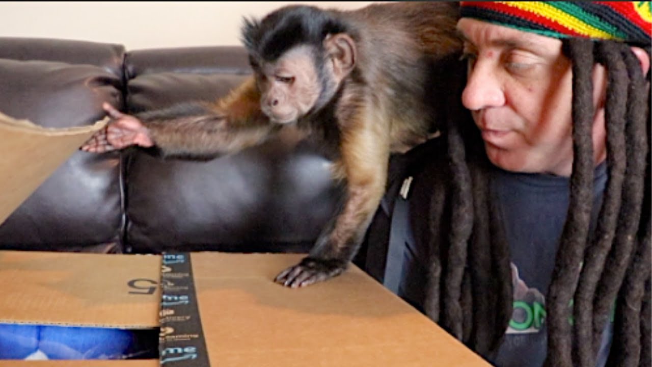 Monkey Monday Jamaican Mail Time!