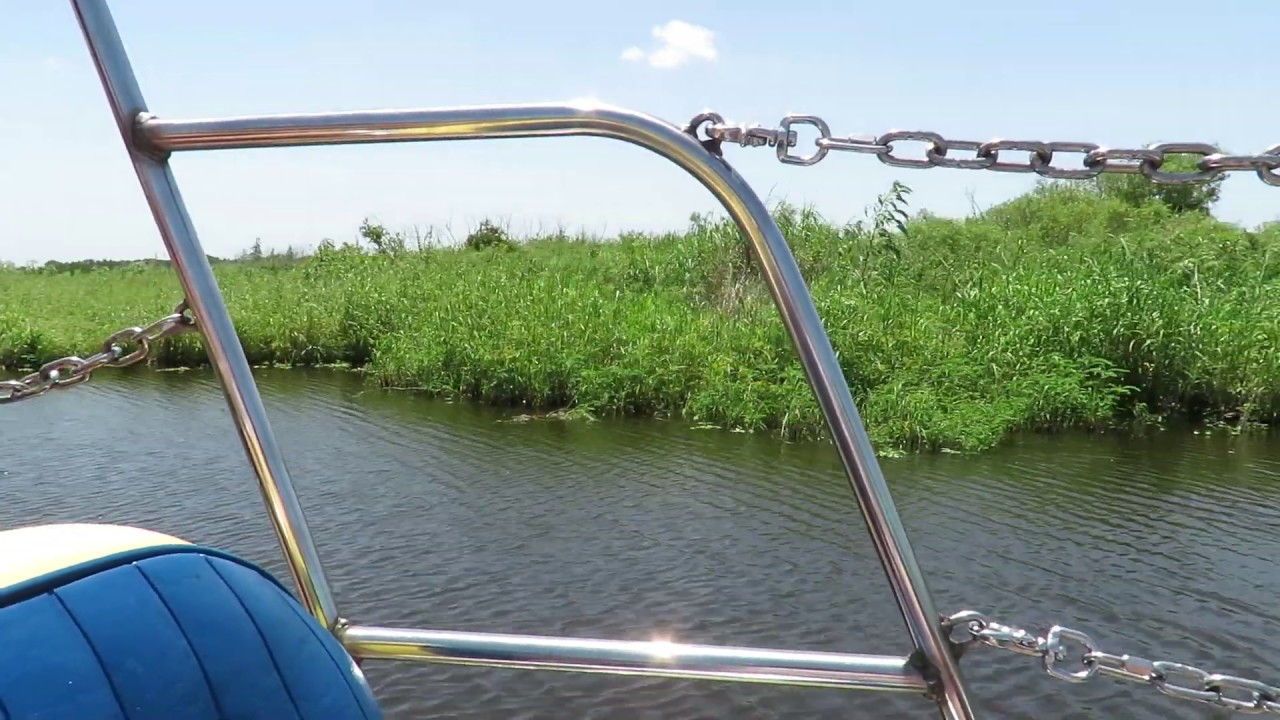How Odd for 200 Head of Cattle to Graze in Watery Field by Lake Jesup! Airboat Ride with Captai