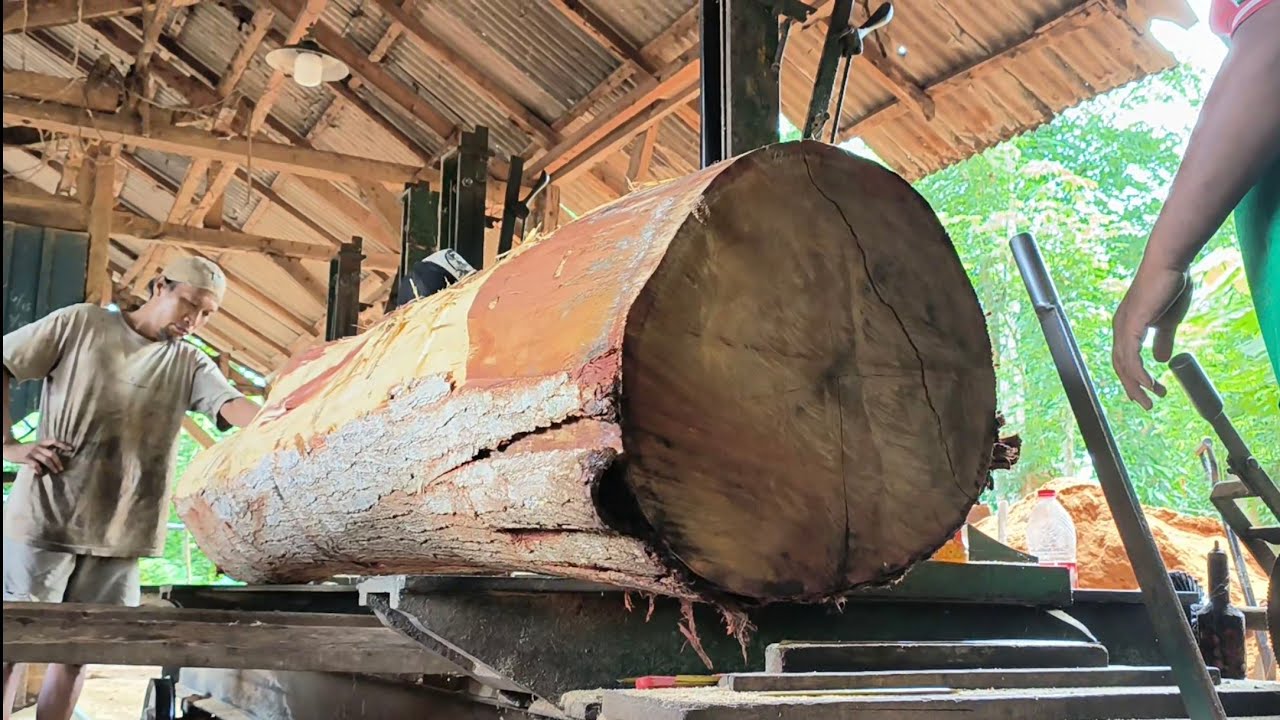 Unexpected fortune 2025, Appearance of wood snake in teak sawmill