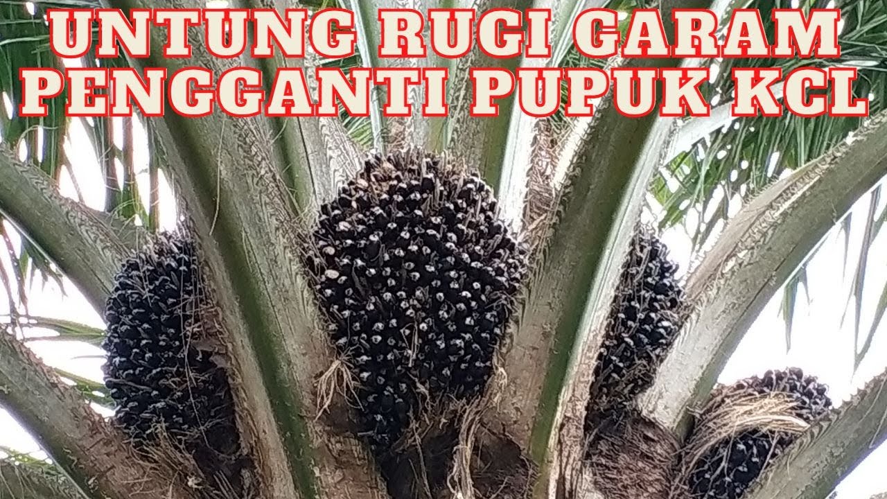 UNTUNG RUGI PUPUK GARAM PADA TANAMAN SAWIT
